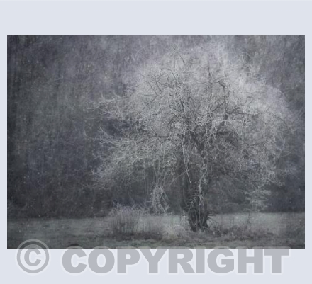 Pioneer Tree in Frist