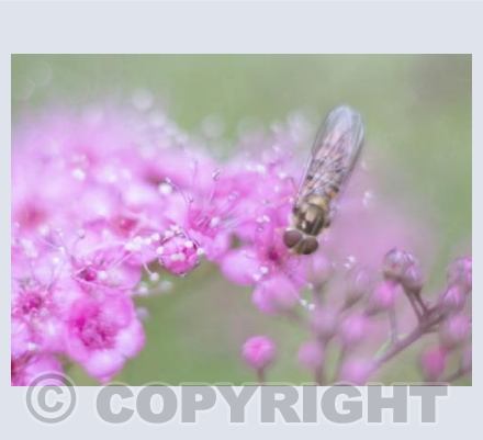 Hoverfly 3