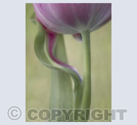Tulip leaf curve