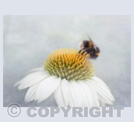 Bee on Echinacea