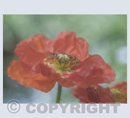 Poppies 2