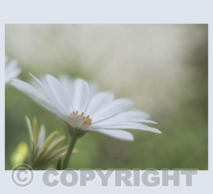 Osteospermum 1