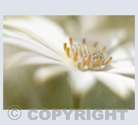Osteospermum 2