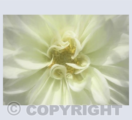 Dahlia cream