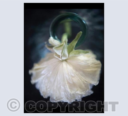 Dancing in the Moonlight