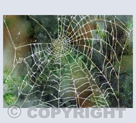 Spider's Web 1