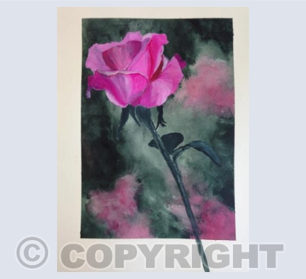 Rose