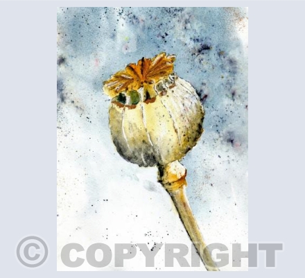 Poppy Seedhead