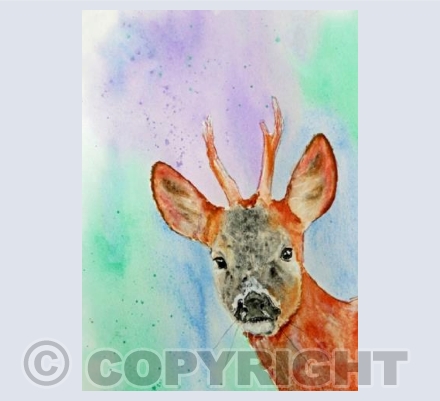 Young Stag