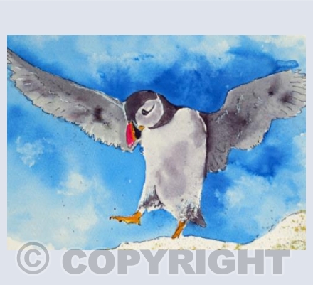 PUFFIN IN FLIGHT