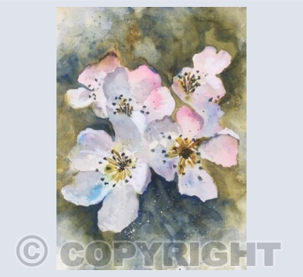 PEAR BLOSSOM