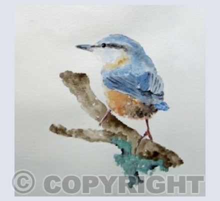 NUTHATCH