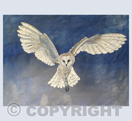 Barn Owl