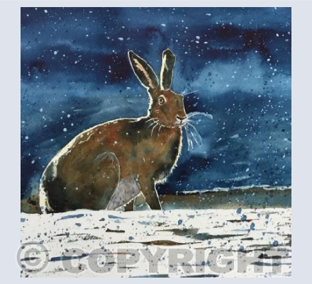 Winters Night - Hare