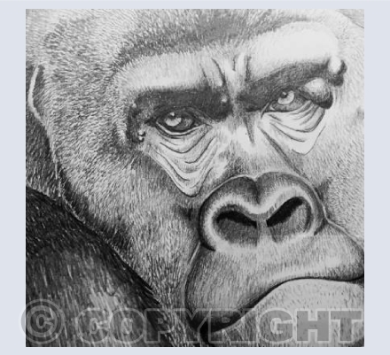 Silverback Western lowland gorilla, Djala