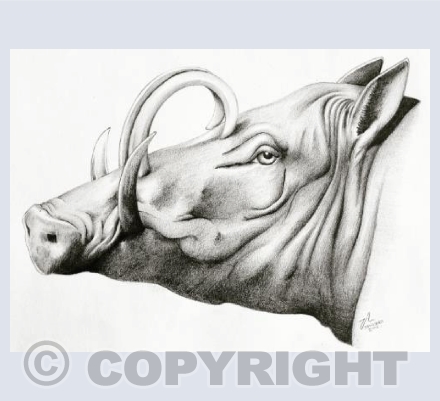 Babirusa