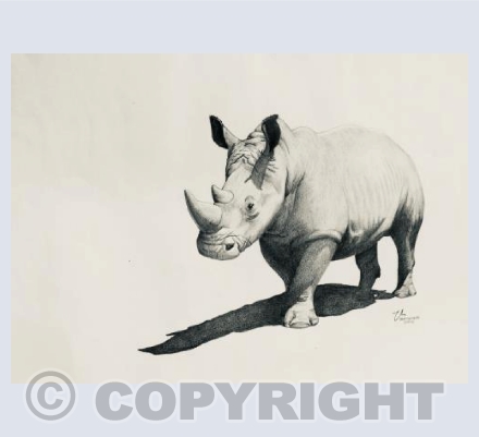White rhino