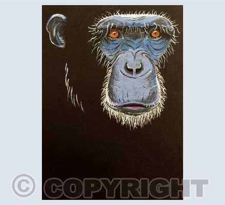 Chimpanzee