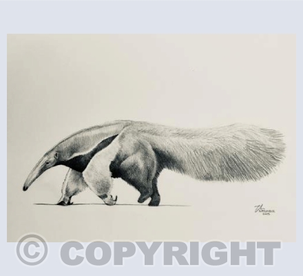 Giant anteater
