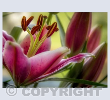 Lillies
