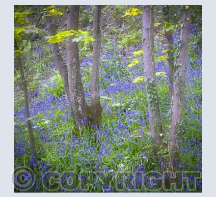 Bluebell Woods