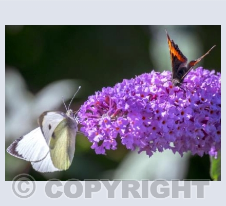 Gardener's Delight