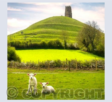 Glastonbury Tor with Lambs