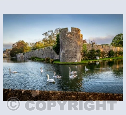 Swans at the Moat, Wells Somerset