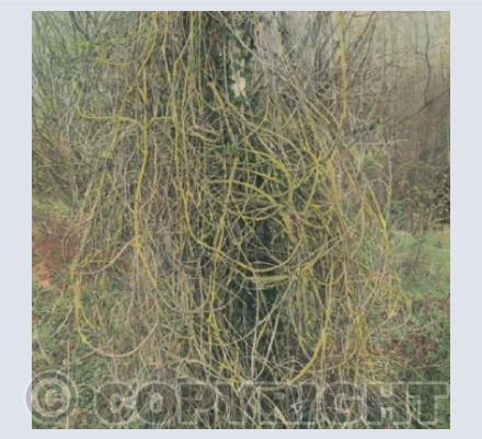 Ghillie