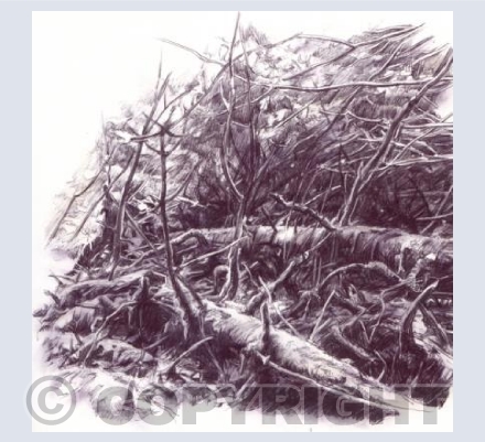 Deer Stop 12 On Your Back