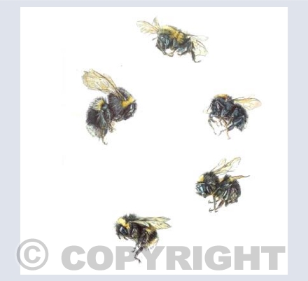 Telling Bees 2