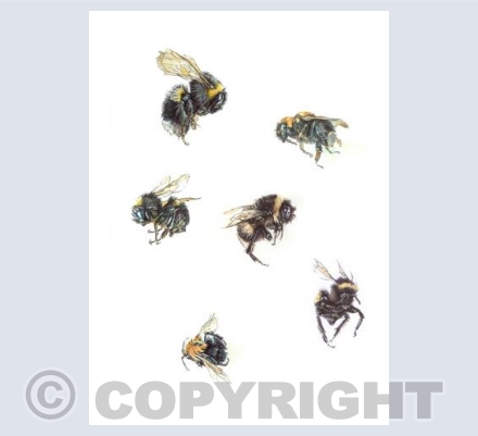 Telling Bees 3