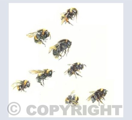 Bumble Bees (Telling Bees detail4)