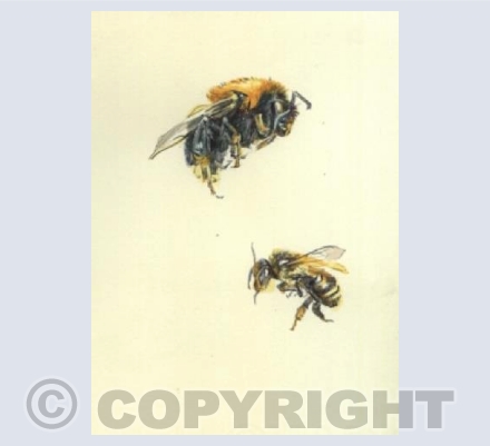 Bumble Bee 347, 348
