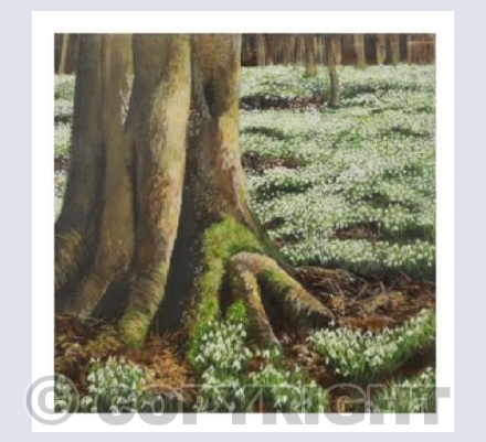 'A carpet of Snowdrops'