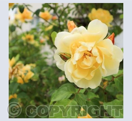 Yellow Rose