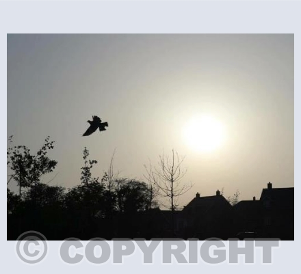 Bird mid flight