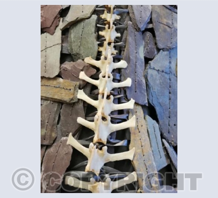 Gwisg Mam/Mam's Dress