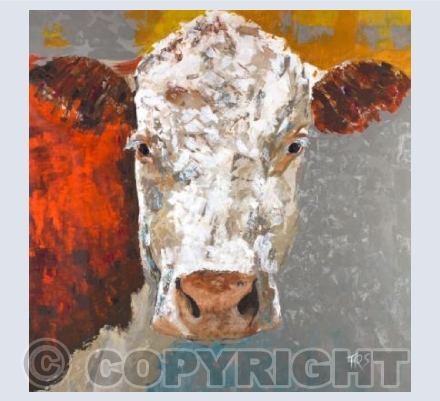 Hereford Cow
