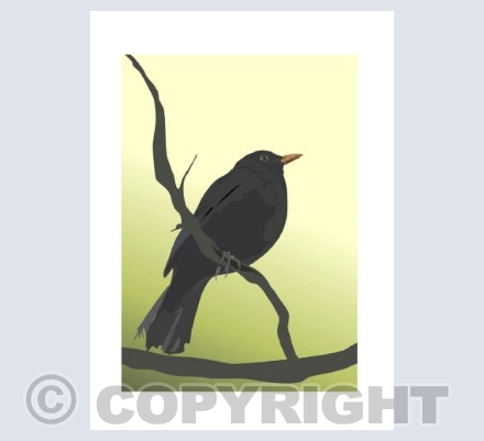 BLACKBIRD Portrait