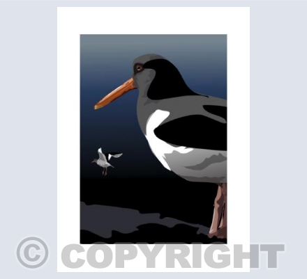 OYSTER CATCHER Portrait