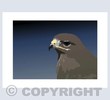 BUZZARD Portrait