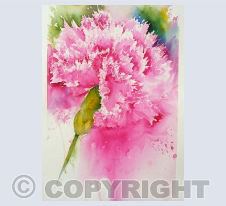 Carnation 