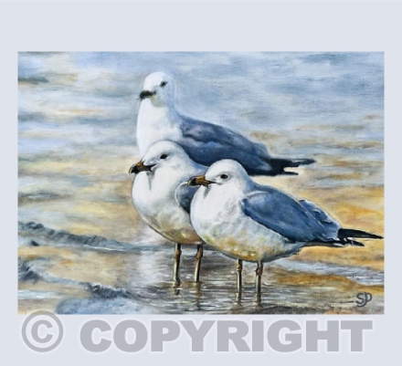 Seagulls on the shore