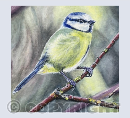 Blue Tit