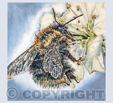 Busy bee 