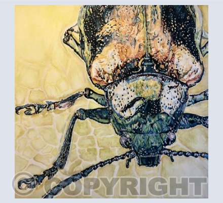Beetle
