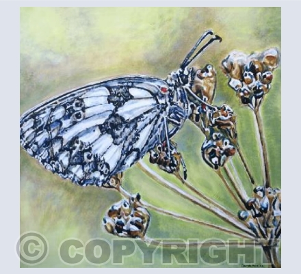 Marbled White