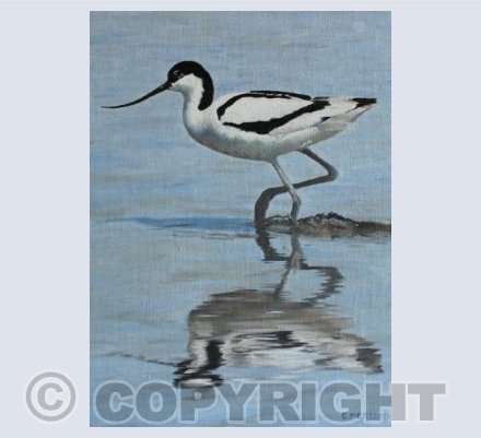 Avocet