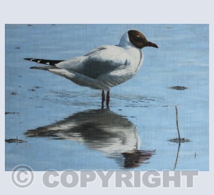 Black Headed Gull Reflections